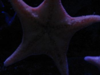 acquariodigenova20_20071211_1944250014