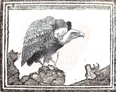 Almanacco della Campuria - Avvoltoio