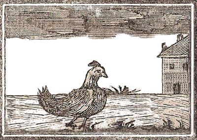 Gallina - Almanacco della Campuria