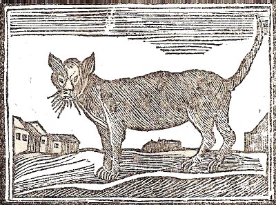 Almanacco della Campuria - Gatto