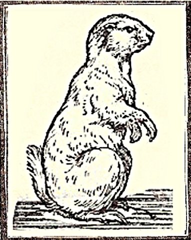 Almanacco della Campuria - Marmotta