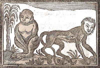 Scimmia - Almanacco della Campuria