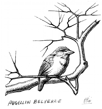 Uccellin belverde