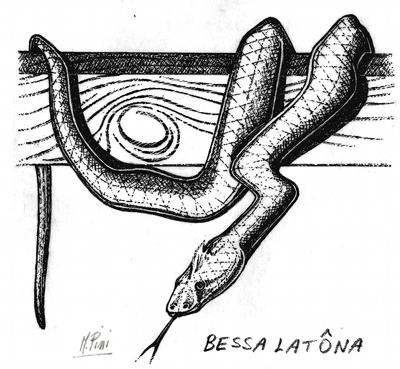 Bessa latona