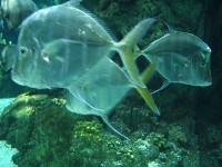 Acquario di Genova